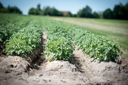 champs agriculture