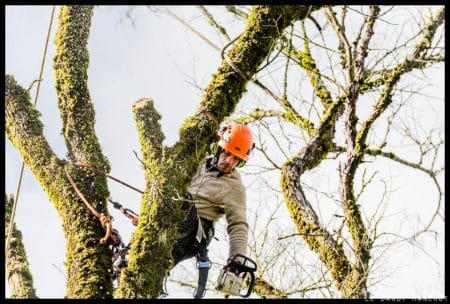 élagage d'un arbre