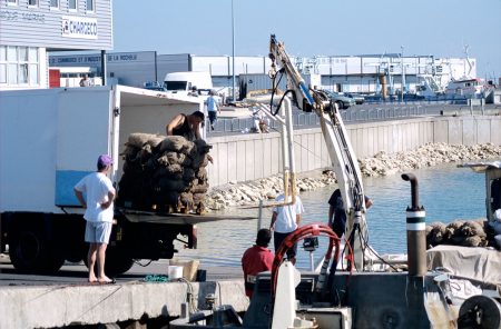 Déchargement de moules d' un chaland mytilicole