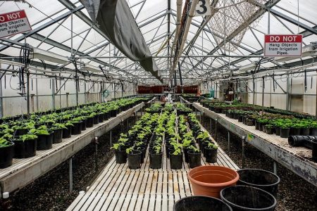 horticulture