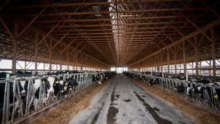élevage de vaches