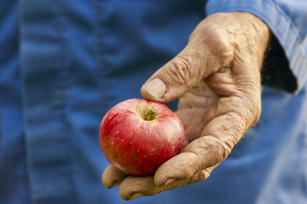 récolte des fruits