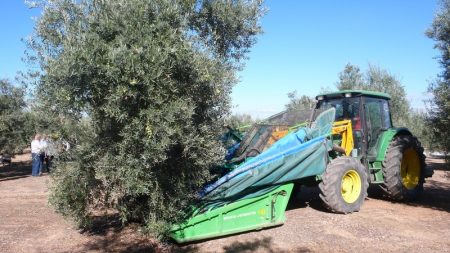 récolte des olives