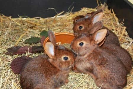 elevage de lapins
