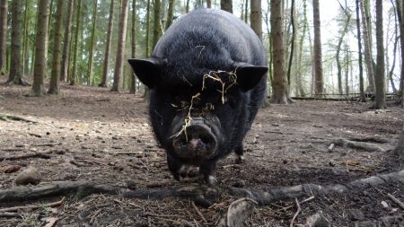 elevage-de-porc