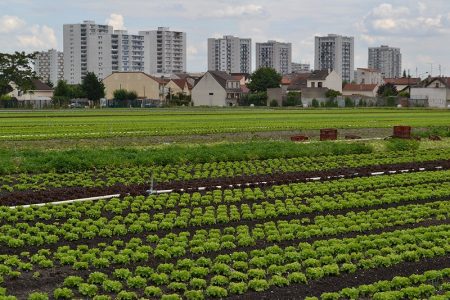 maraichage salades