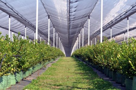 serre horticole