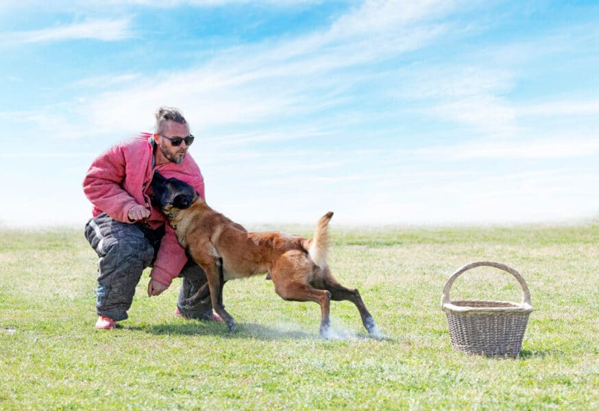 maitre chien formation berger belge