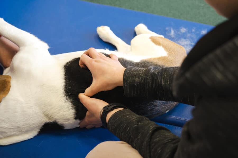 osthéopathie animaux